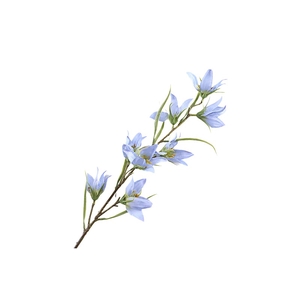 Campanula Blue