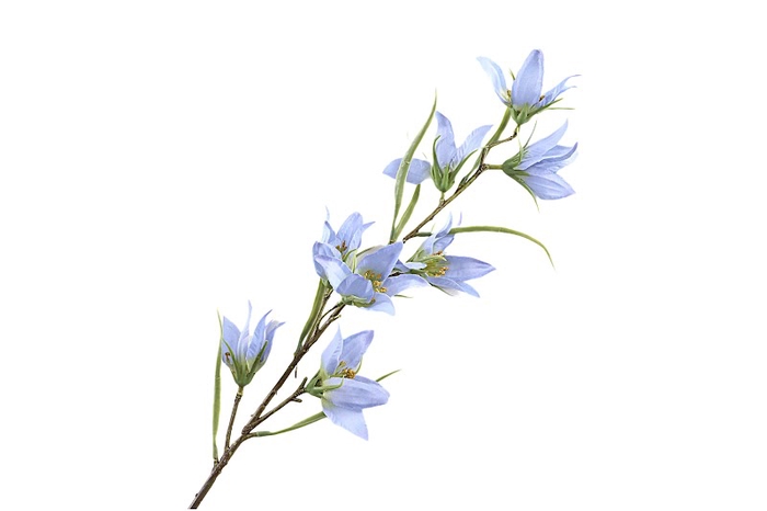 <h4>Campanula Blue</h4>