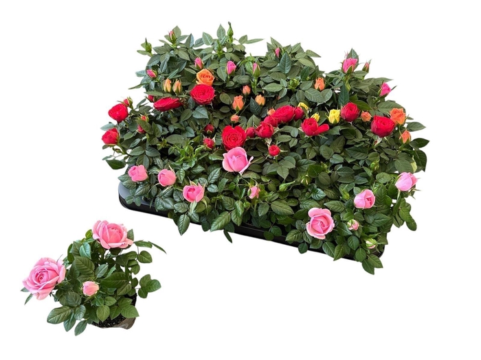 <h4>Rosa Kordana gemengd 4 soorten</h4>