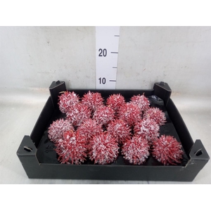 Decoratieve materialen   ...H%