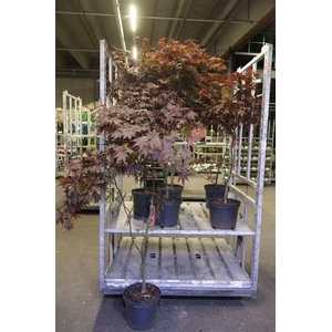 Acer Pa Bloodgood