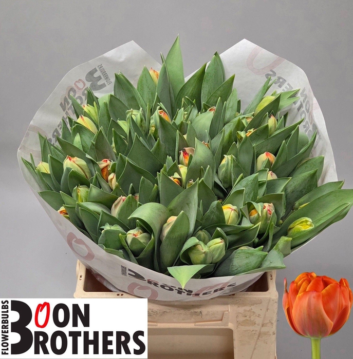 <h4>TU DU QUEENSDAY</h4>