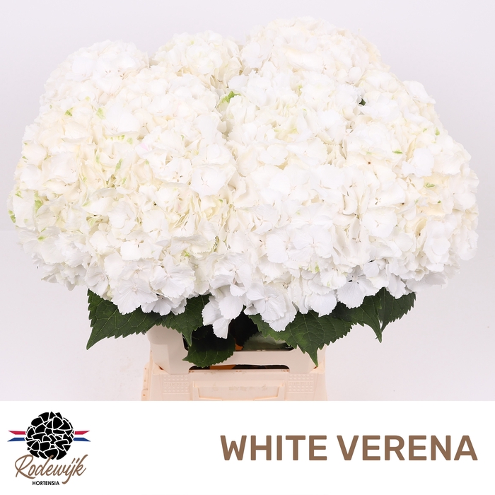 <h4>HYDR M CH WHI VERENA</h4>