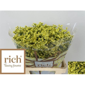 Limonium Cyrus Diamond Rich
