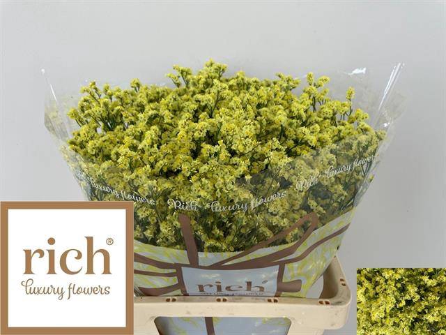 <h4>Limonium Cyrus Diamond Rich</h4>