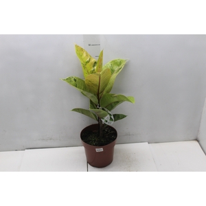 FICUS ELASTICA SHIVEREANA MOONSHINE P17