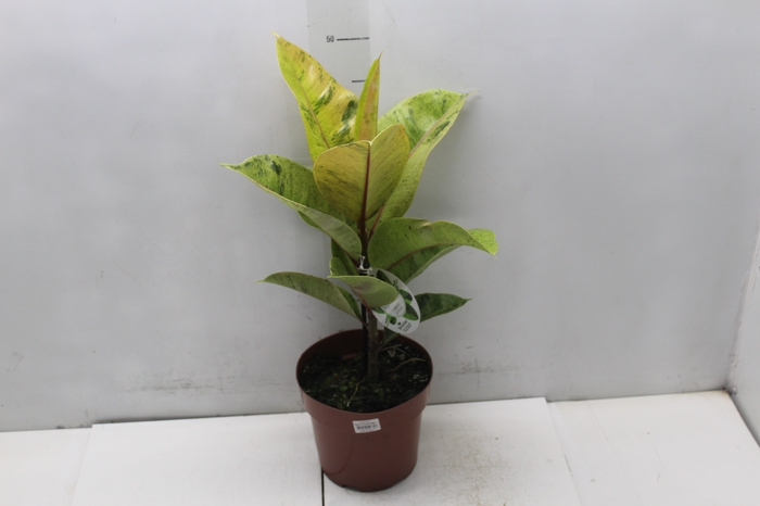 <h4>FICUS ELASTICA SHIVEREANA MOONSHINE P17</h4>