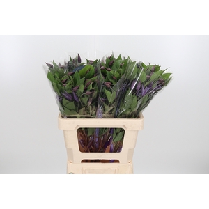 Clem Di Bl Pirouette