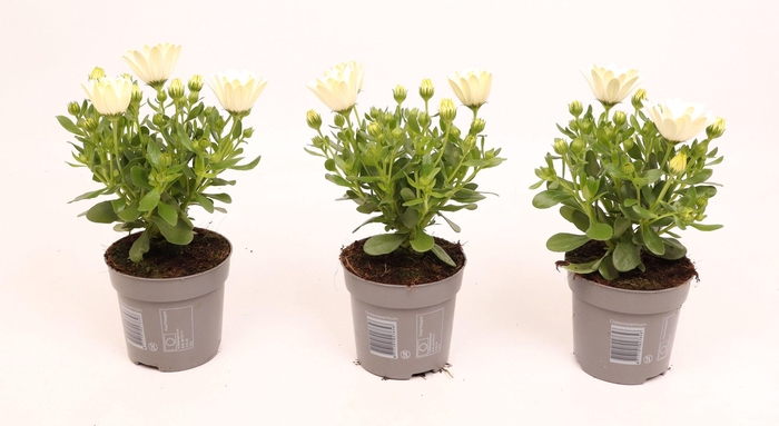 <h4>Osteospermum Cream</h4>