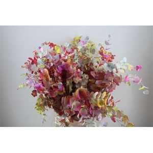 Euca Cinerea Monet 200gr P Bunch