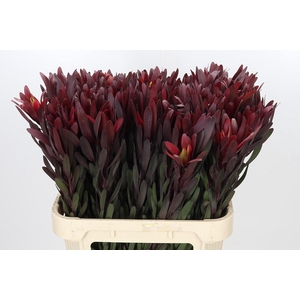 Leucadendron Saf Sunset Dark R.