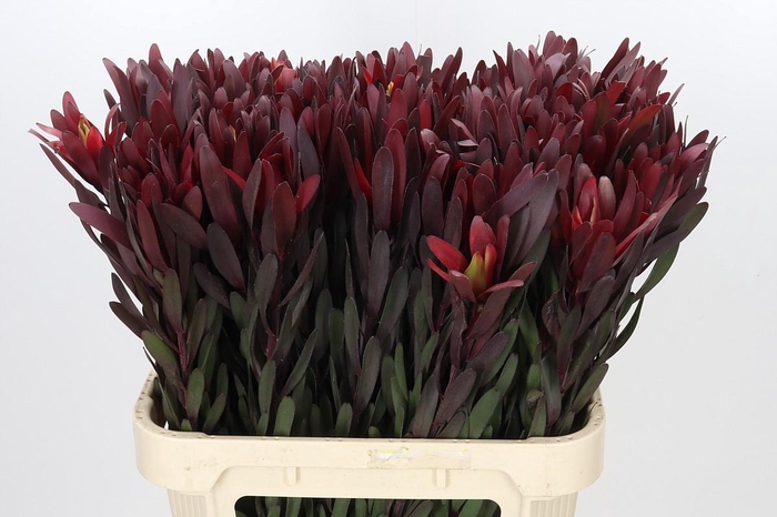 <h4>Leucadendron Saf Sunset Dark R.</h4>