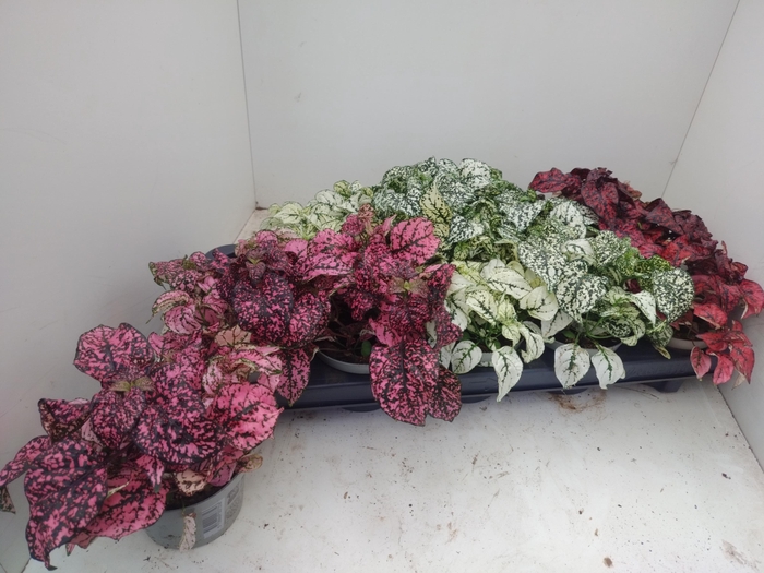 <h4>HYPOEST GEM</h4>