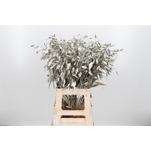 Chasmantium Kl Bh Platina