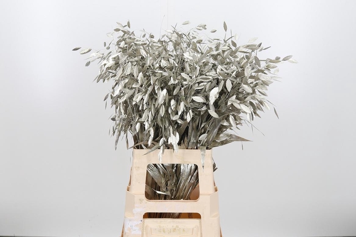 <h4>Chasmantium Kl Bh Platina</h4>