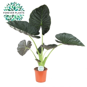 Alocasia Regal Shield p24