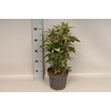 vaste planten 19 cm  Buddleja butterfly Candy Ruby