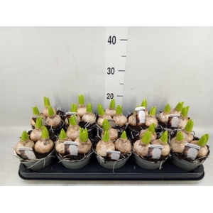 Hyacinthus orie. 'Pearl White'