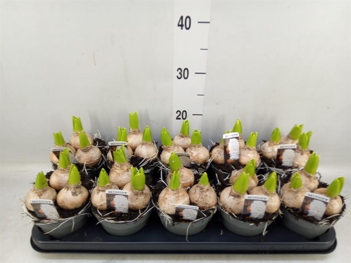 <h4>Hyacinthus orie. 'Pearl White'</h4>