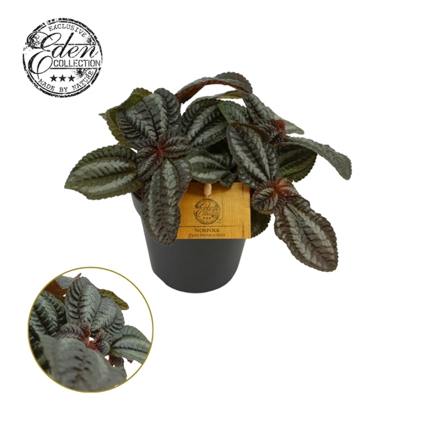 <h4>Pilea Norfolk, 12cm</h4>