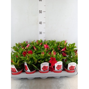 Mandevilla sand. 'Rio Deep Red'