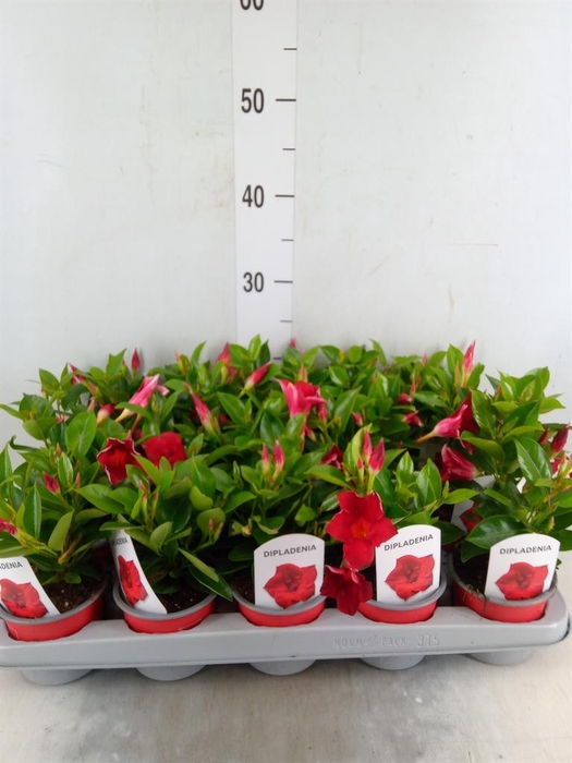 <h4>Mandevilla sand. 'Rio Deep Red'</h4>