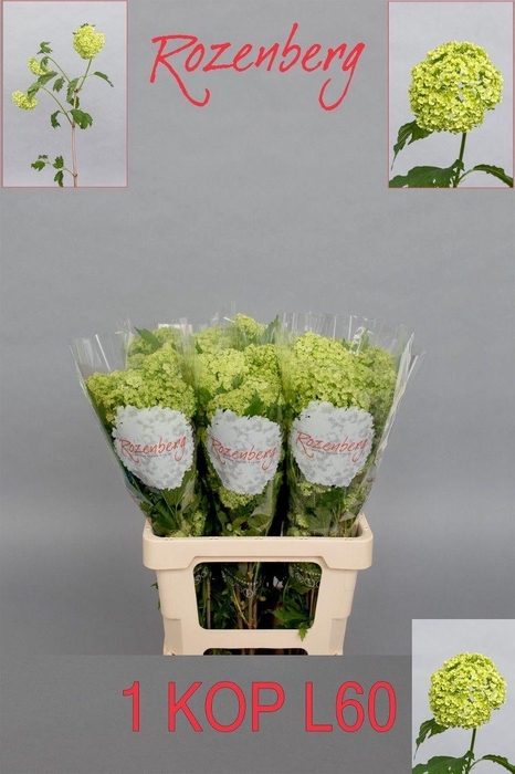 <h4>VIBURNUM ROSEUM ST</h4>