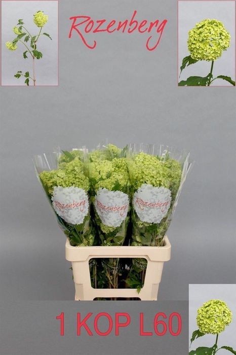 <h4>VIBURNUM ROSEUM ST</h4>