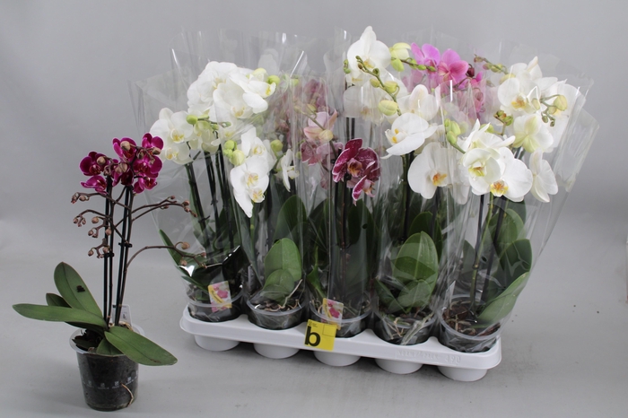 Phal Gem