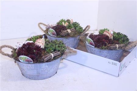 <h4>Arr Sempervivum</h4>