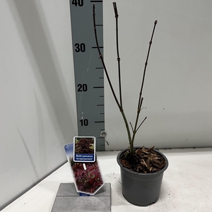 Acer palmatum Atropurpureum