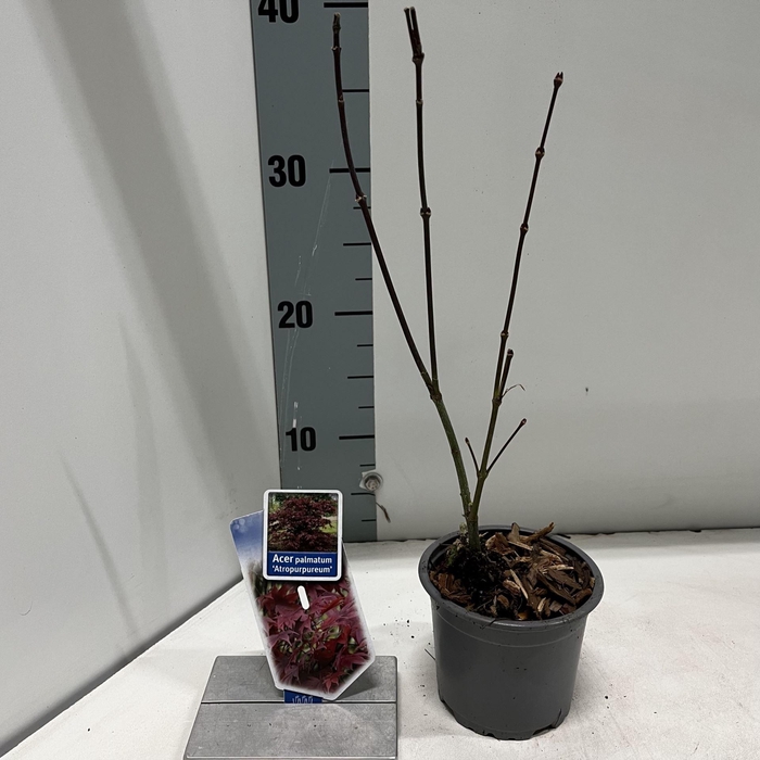 <h4>Acer palmatum Atropurpureum</h4>