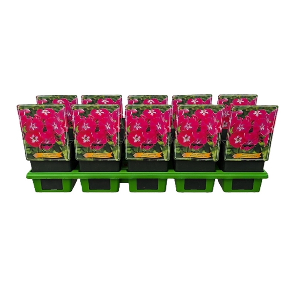 <h4>Phlox paniculata Bambini® 'Sweet Tart' P11</h4>