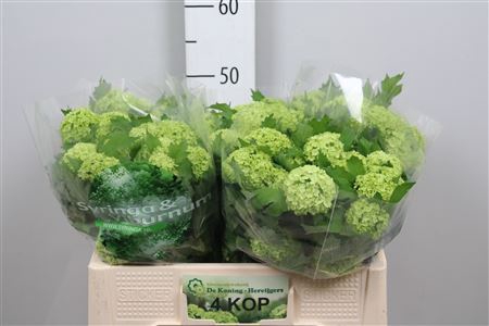 <h4>Viburnum opulus 'Roseum'</h4>