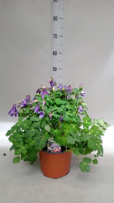 <h4>Aquilegia caerulea</h4>