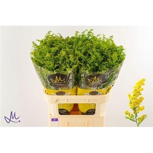Solidago Carzan Glory 80cm 40 Gram
