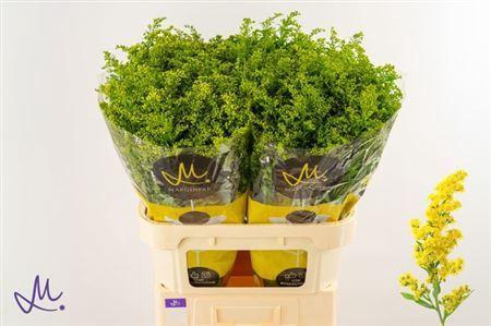 <h4>Solidago Carzan Glory 80cm 40 Gram</h4>