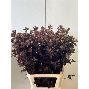 Physocarpus Op Diabolo