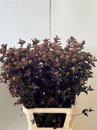 <h4>Physocarpus Op Diabolo</h4>
