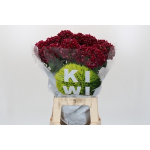 Dianthus Br Kiwi Dark Red