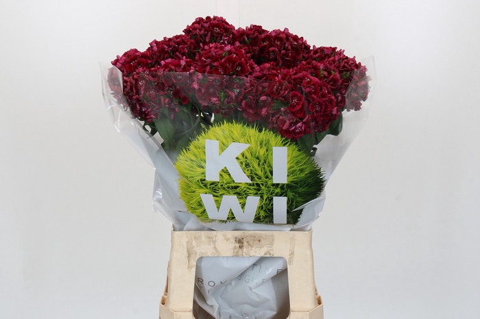 <h4>Dianthus Br Kiwi Dark Red</h4>