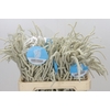 Amaranthus Yearming Desert