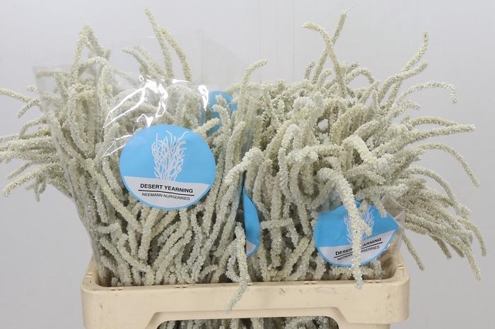 <h4>Amaranthus Yearming Desert</h4>