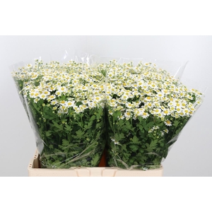 Tanacetum Pa Single Vegmo