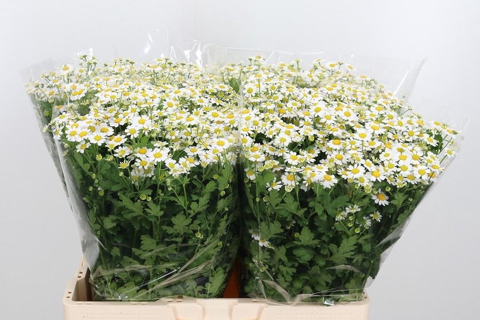 <h4>Tanacetum Pa Single Vegmo</h4>