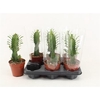 Euphorbia trigona