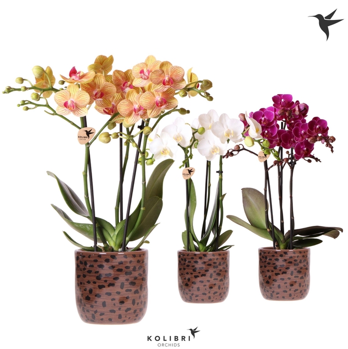 <h4>Kolibri Orchids Phalaenopsis mix 3 spike in Leopard pot</h4>