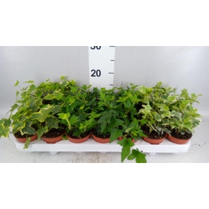 HEDERA   MIX