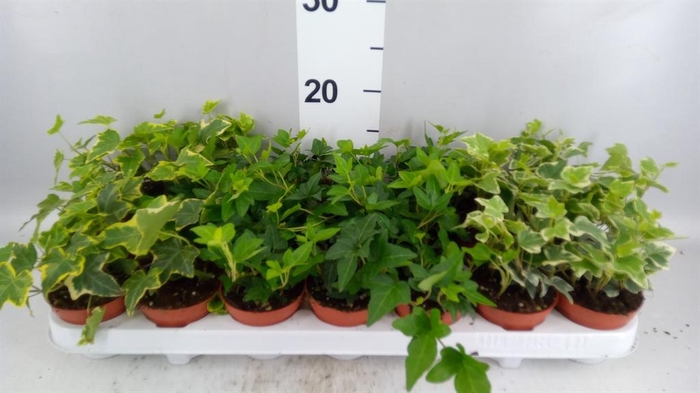 <h4>HEDERA MIX</h4>