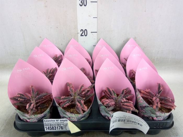 <h4>Kalanchoe NF daigremonti</h4>